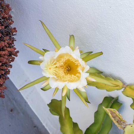 El Loft De Abreu Lägenhet Cádiz Exteriör bild