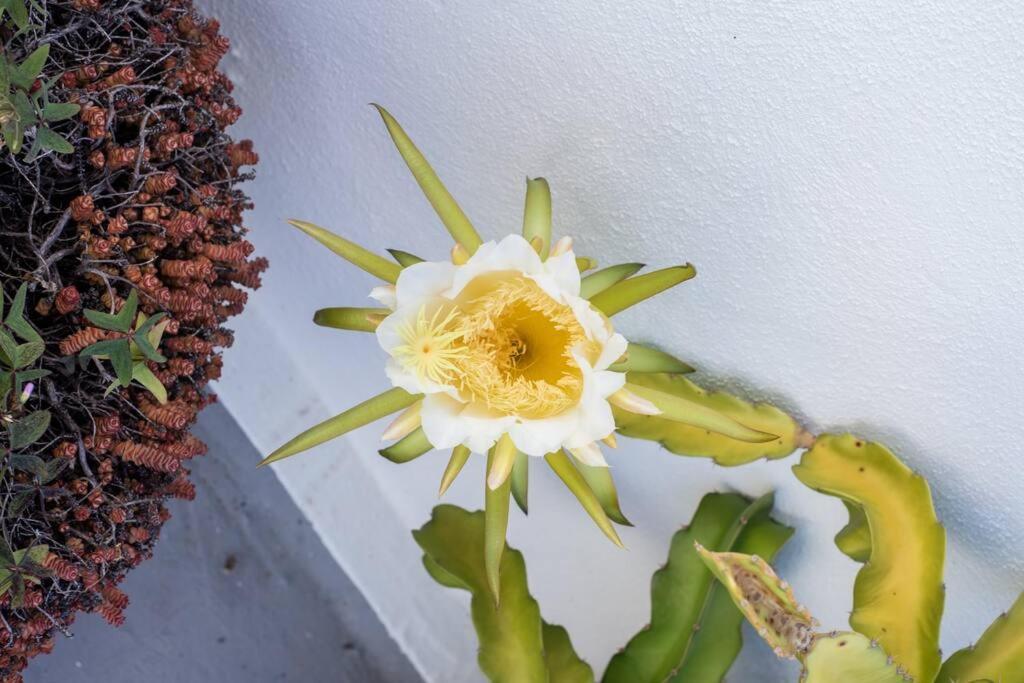 El Loft De Abreu Lägenhet Cádiz Exteriör bild